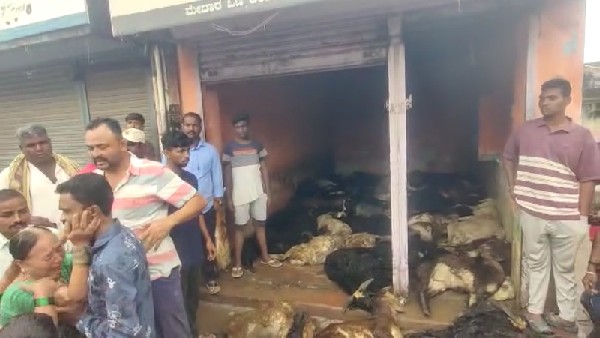More than Hundred sheep died after rain water flowing to Godown in Dharwad