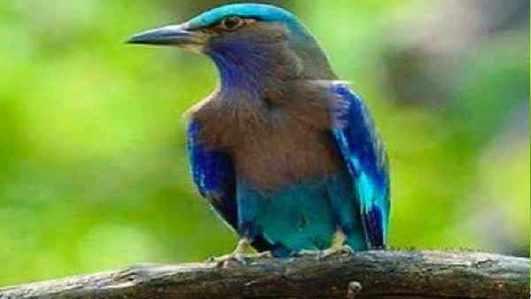 ನೀಲಕಂಠನನ್ನು ನೋಡಿದ ರಾಮನಿಗೆ ವಿಜಯ