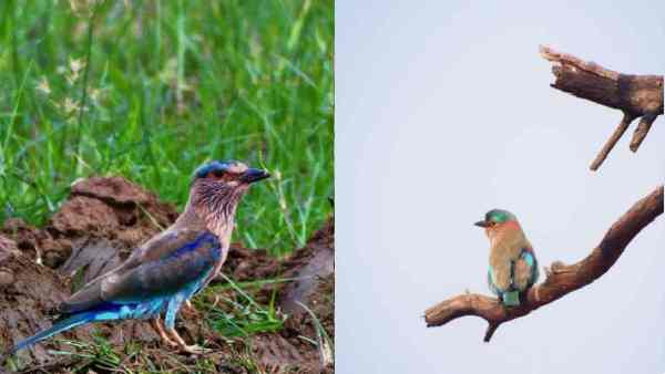 ಎಲ್ಲೆಲ್ಲಿ ಹೆಚ್ಚು ಕಾಣಬಹುದು?