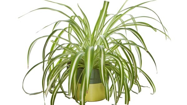  ಸ್ಪೈಡರ್ ಪ್ಲಾಂಟ್