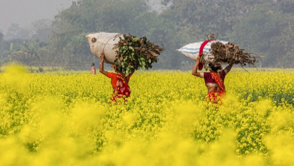 Supreme Court ordered status quo on release of GM mustard 
