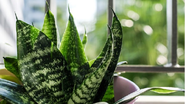  ಹಾವಿನ ಗಿಡ