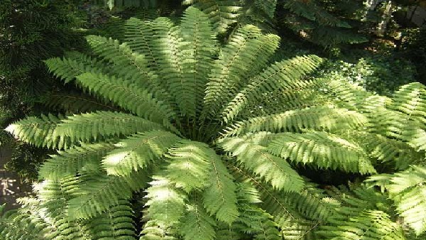  ಬೋಸ್ಟನ್ ಜರೀಗಿಡಗಳು