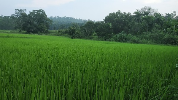 How To Control Brown Planthopper In Paddy Crop
