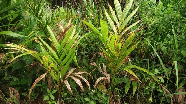 Leaf Spot Disease For Arecanut Union Govt Team To Visit Karnataka 