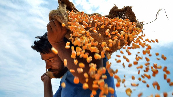 KMF To Purchase Maize From Farmers Rs 2000 Per Quintal 