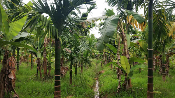 If the disease and treatment method is found of arecanutGovt will be taken action immediately CM said.