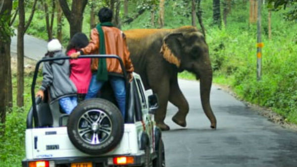 Discrimination in safari seat allotment: Private resorts move to HC, Court ordered notice to state