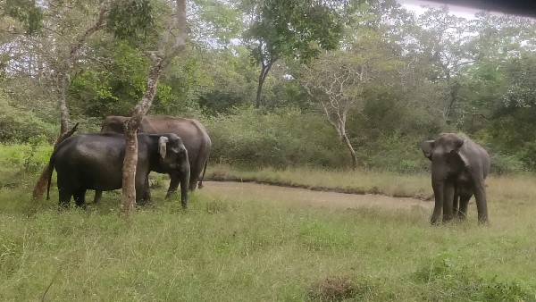 ಬಂಡೀಪುರ ಹುಲಿ ಸಂರಕ್ಷಿತ ಪ್ರದೇಶದ ವಿಶೇಷ 