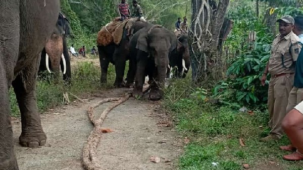 Mudigere; One Elephant caught first day near Kenjige of Kunduru