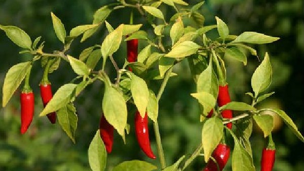 Know How to control wilt disease in Chilli Crop
