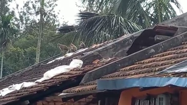 ಕೋತಿಗಳನ್ನು ಸೆರೆ ಹಿಡಿಯುವಂತೆ ಗ್ರಾಮಸ್ಥರ ಆಗ್ರಹ