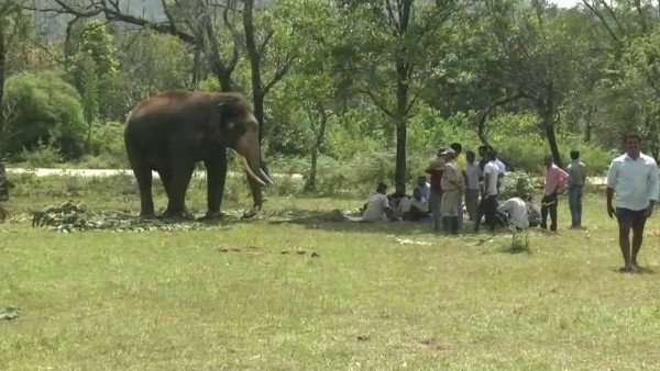 Dasara Elephants Return To Camp, Operation Wild Elephant Bhaira fails