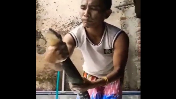 Bathing King Cobra with shampoo: People are shocked to see the video 