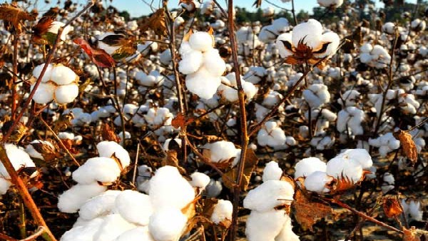 10,000 ರೂ.ಗಿಂತ ಕಡಿಮೆ ಬೆಲೆಗೆ ಹತ್ತಿ ಮಾರುವುದಿಲ್ಲ 