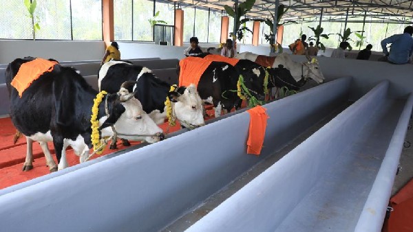 ಜಾನುವಾರುಗಳ ರಕ್ಷಣೆಗೆ 293 ಮೊಬೈಲ್ ಕ್ಲಿನಿಕ್