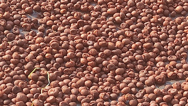 A huge loss for the Arecanut Growers due to Heavy Rain 