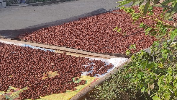 A huge loss for the Arecanut Growers due to Heavy Rain 