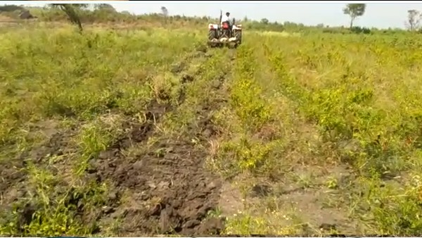 ಮಳೆಯಿಂದ ಬಹುತೇಕ ಮೆಣಸಿನಕಾಯಿ ಬೆಳೆ ನಾಶ