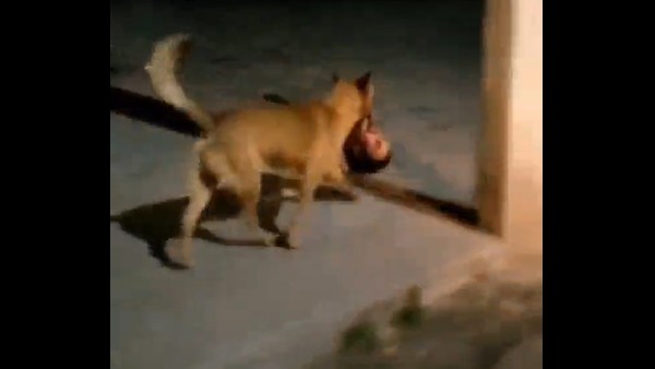 Viral video Dog runs with human head in its mouth in Mexico 