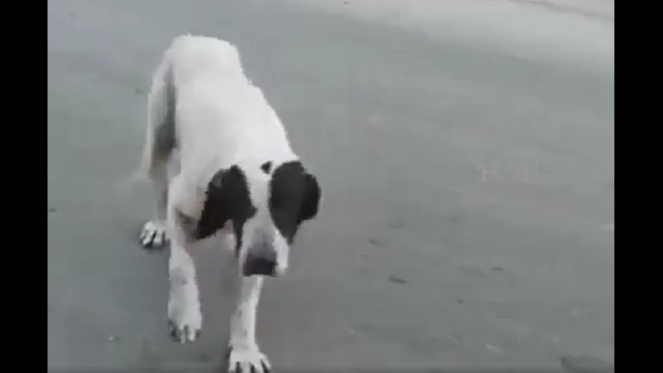 Dog drama: People are shocked after seeing the video 