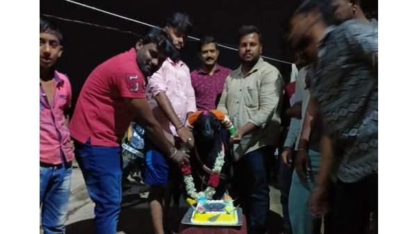 ಕದರಮಂಡಲಗಿಯಿಂದ ತಂದಿದ್ದ ಟಗರು 