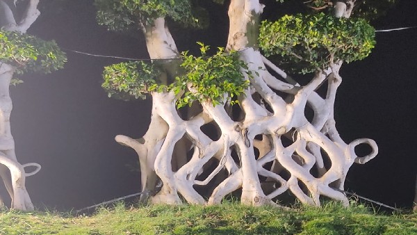  ಕಂಗೊಳಿಸುತ್ತಿರುವ ಅಲಂಕಾರಿಕಾ ಗಿಡಗಳು