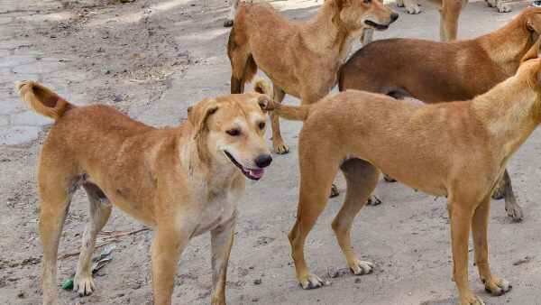 ಬೀದಿ ನಾಯಿಗಳ ಹಾವಳಿಗೆ ಹುಬ್ಬಳ್ಳಿ ಜನ ತತ್ತರ 