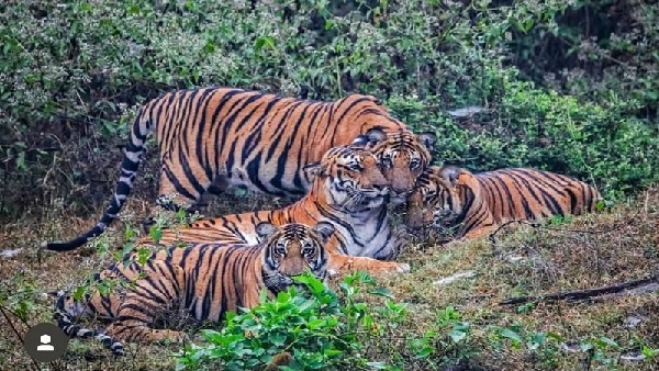 ಬೇಟೆಗಾರರ ಕುಕೃತ್ಯಕ್ಕೆ ಹುಲಿ ಬಲಿ 