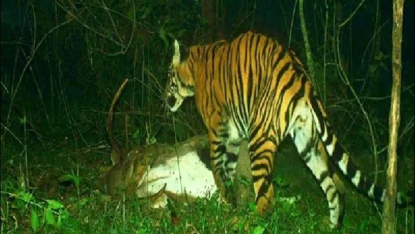 ಹಸಿವಿನಿಂದ ಸಾವನ್ನಪ್ಪಿದ್ದ ಹುಲಿ ಮರಿಗಳು 