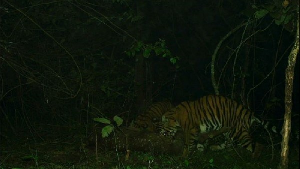 ಹುಲಿ ಮರಿಗಳ ಹುಡುಕಾಟ ಹೇಗಿತ್ತು? 