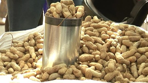 A huge response for Bengaluru Basavanagudi Kadalekai Parishe by people A huge response for Bengaluru Basavanagudi Kadalekai Parishe by people