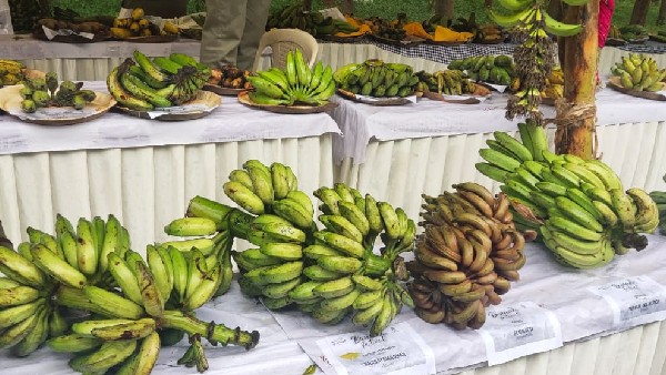  ಸಮ್ಮೇಳನದಲ್ಲಿ 75 ಬಗೆಯ ಬಾಳೆಹಣ್ಣು 