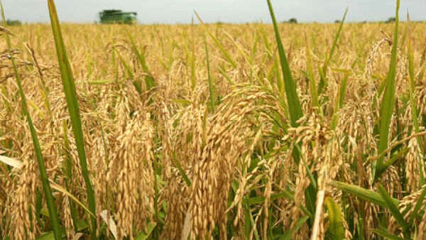 ಸೂಕ್ತ ಬೆಲೆ ನಿಗದಿ ಮಾಡಬೇಕು, ಮನವಿ 