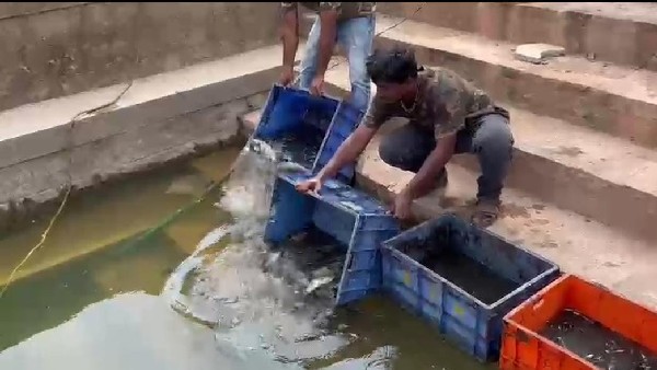  Relocation Of More Than 10 Thousand Fish In Mangaluru