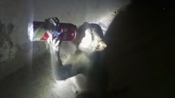 UP: Monkey addicted to liquor: Bottles stolen