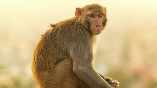 Video: Monkey washing clothes using brush and soap
