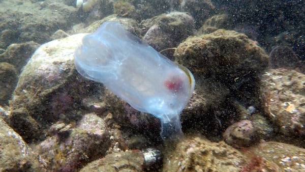 ಭೂತ ಮೀನು ಕಂಡಿದ್ದು ಎಲ್ಲಿ? 