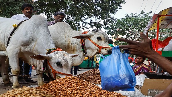 ಪರಿಷೆಯಲ್ಲಿ ಎರಡು ಸಾವಿರಕ್ಕೂ ಹೆಚ್ಚು ಮಳಿಗೆಗಳು ಪರಿಷೆಯಲ್ಲಿ ಎರಡು ಸಾವಿರಕ್ಕೂ ಹೆಚ್ಚು ಮಳಿಗೆಗಳು