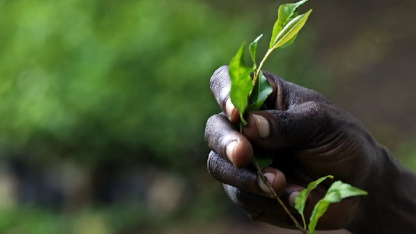 Grow crops hydroponically method without soil Bengaluru agriculture university 