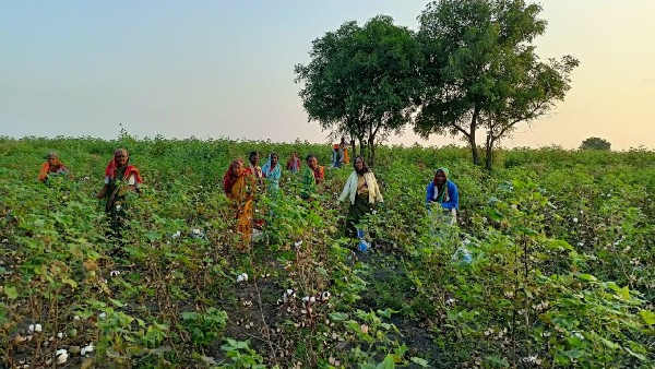26,470 ಹೆಕ್ಟೇರ್ ಪ್ರದೇಶದಲ್ಲಿ ಹತ್ತಿ ಬಿತ್ತನೆ 26,470 ಹೆಕ್ಟೇರ್ ಪ್ರದೇಶದಲ್ಲಿ ಹತ್ತಿ ಬಿತ್ತನೆ
