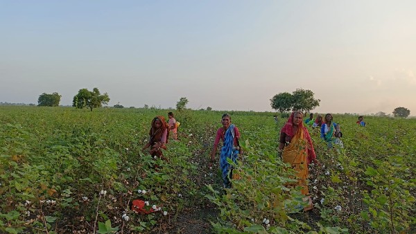 ಪ್ರತಿ ಕ್ವಿಂಟಲ್ ಹತ್ತಿಗೆ ನಿಗದಿಯಾದ ದರ ಪ್ರತಿ ಕ್ವಿಂಟಲ್ ಹತ್ತಿಗೆ ನಿಗದಿಯಾದ ದರ