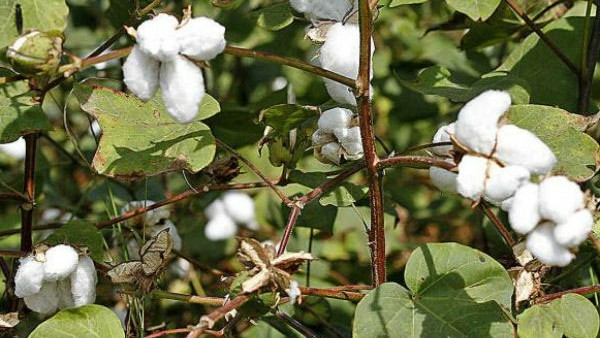 ಕಾರ್ಮಿಕರು ಪಡೆಯುತ್ತಿರುವ ಕೂಲಿ ಎಷ್ಟು? 