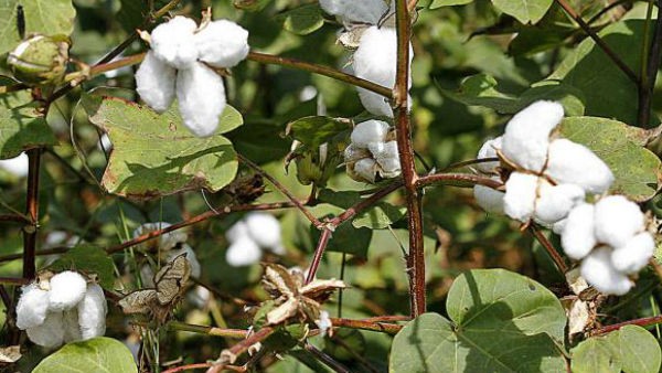 ಹತ್ತಿ ಬೆಳೆ ಬಗ್ಗೆ ರೈತ ಶಂಕರಪ್ಪ ಹೇಳಿದ್ದೇನು? ಹತ್ತಿ ಬೆಳೆ ಬಗ್ಗೆ ರೈತ ಶಂಕರಪ್ಪ ಹೇಳಿದ್ದೇನು?