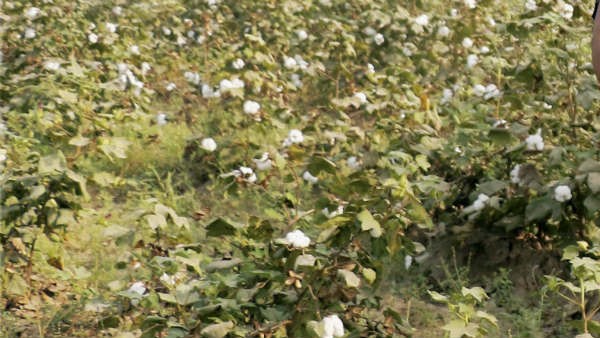 ಕಾಳಸಂತೆಯಲ್ಲಿ ದುಬಾರಿ ದರಕ್ಕೆ ಮಾರಾಟ ಕಾಳಸಂತೆಯಲ್ಲಿ ದುಬಾರಿ ದರಕ್ಕೆ ಮಾರಾಟ