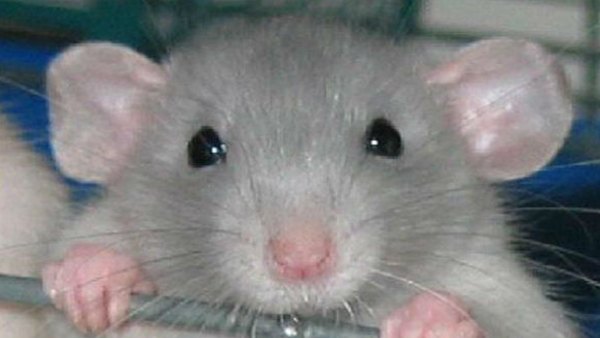 ಗಾಂಜಾ ನಾಶಪಡಿಸಿದ ಪೊಲಿಸರು ಗಾಂಜಾ ನಾಶಪಡಿಸಿದ ಪೊಲಿಸರು