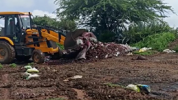 ಸಂಕಷ್ಟದಲ್ಲಿ ರಾಯಚೂರು ಈರುಳ್ಳಿ ಬೆಳೆಗಾರರು 