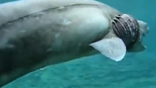 ವಿಜ್ಞಾನಿಗಳ ಸ್ಪಷ್ಟನೆ