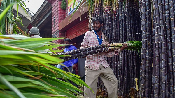ಕಬ್ಬು ಉತ್ಪಾದನೆ ಅಧಿಕ, ಸರಿಯಾದ ಬೆಲೆ ಸಿಕ್ಕಿಲ್ಲ 
