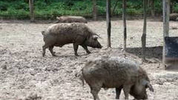 African swine flue case confirmed in Dakshina Kannada Kelarai 